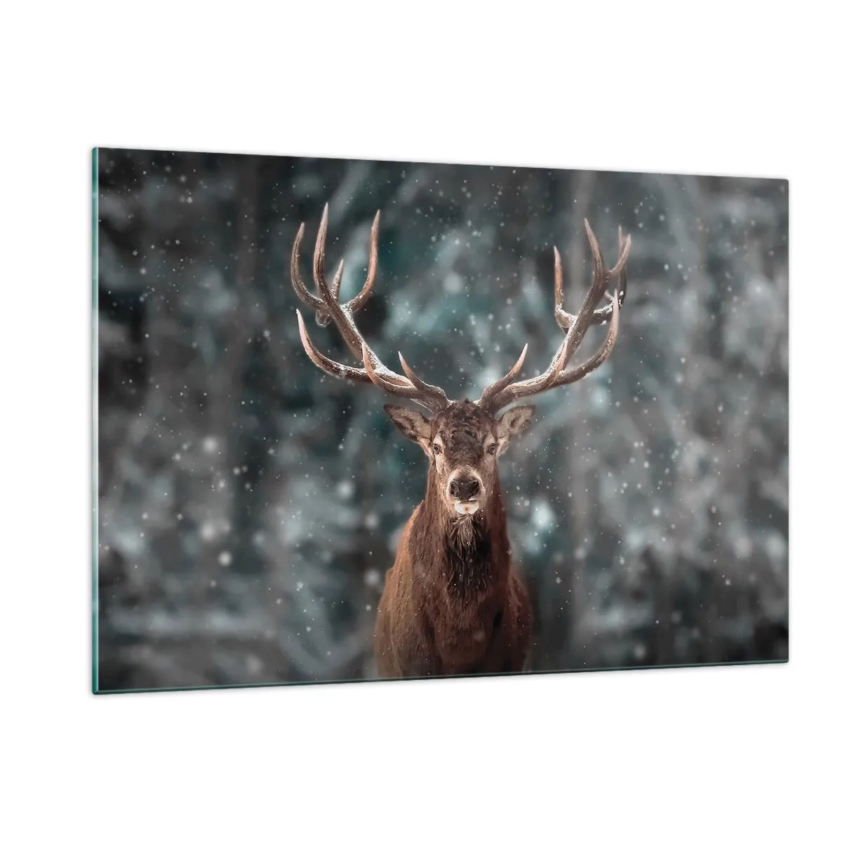 Obraz na skle - Skutečný král lesa - 120x80 cm