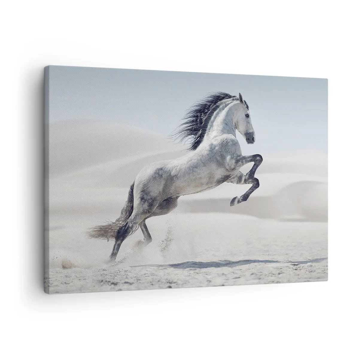 Obraz na plátně - Bílý kůň cválající na pozadí pouštních dun - 70x50cm - Arabský kníže - Moderní nástěnná dekorace do obývacího pokoje a ložnice ARTTOR