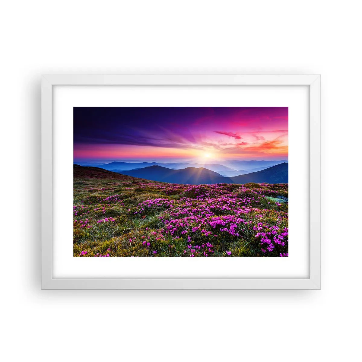 Plakát v bílém rámu - Zavoněly svěží pupeny bylinek z obilných polí - 40x30 cm