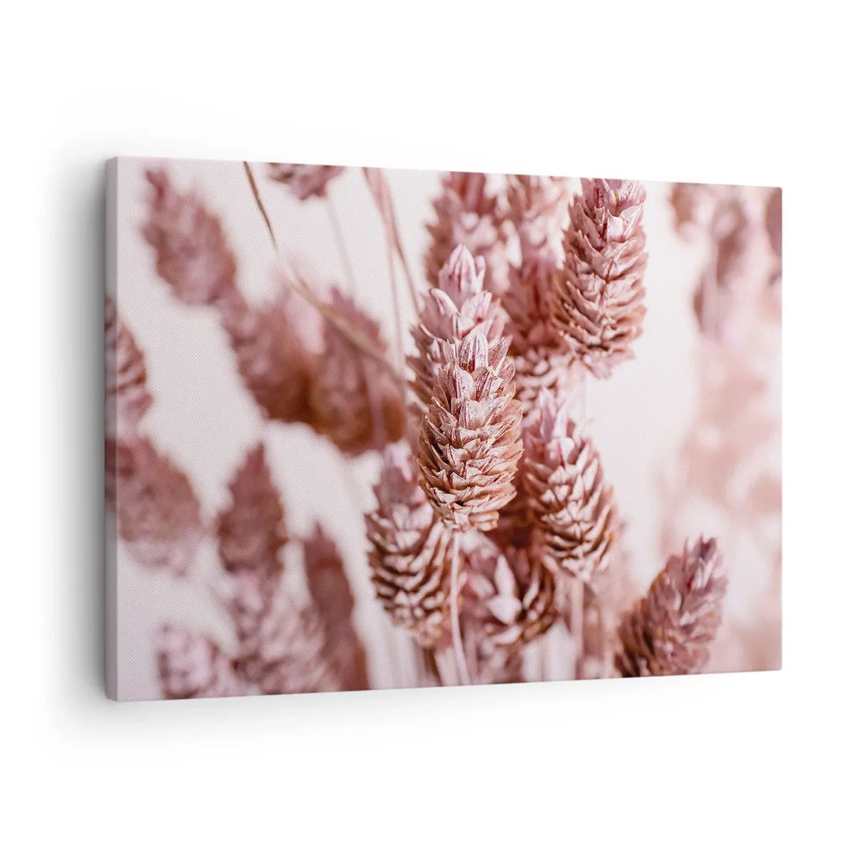 Obraz na plátně - Detailní záběr na jemné růžové klasy okrasných trav - 70x50cm - Zdánlivě nenápadné - Moderní nástěnná dekorace do obývacího pokoje a ložnice ARTTOR