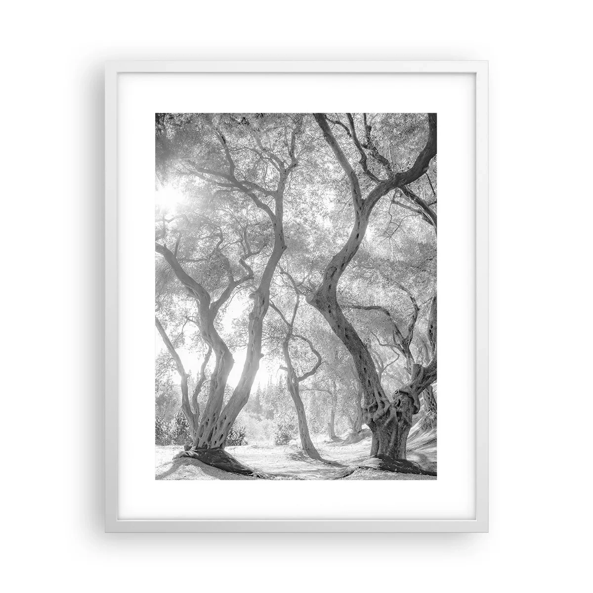 Plakát v bílém rámu - V olivovém háji - 40x50 cm