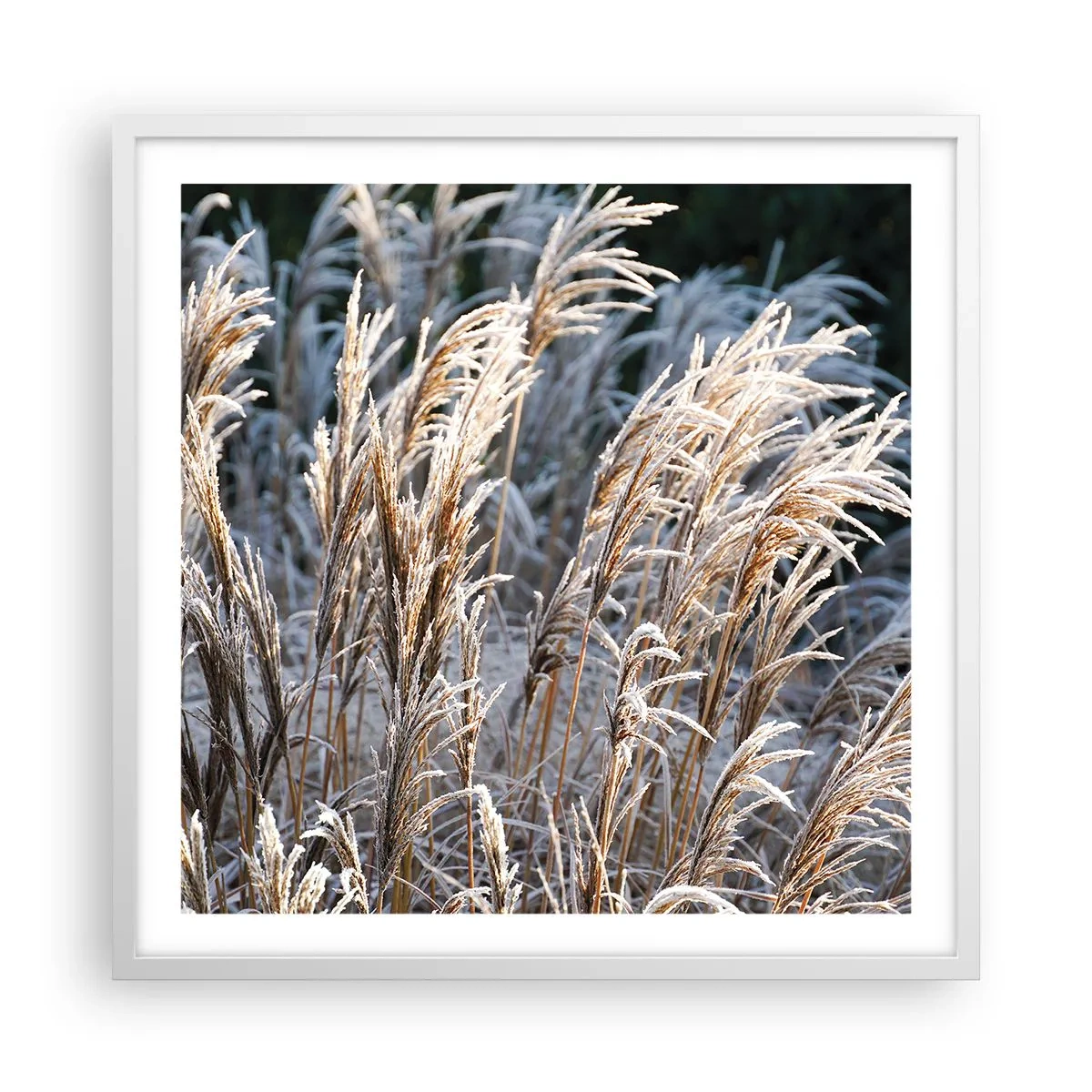 Plakát v bílém rámu - Mrazem pokryté - 60x60 cm