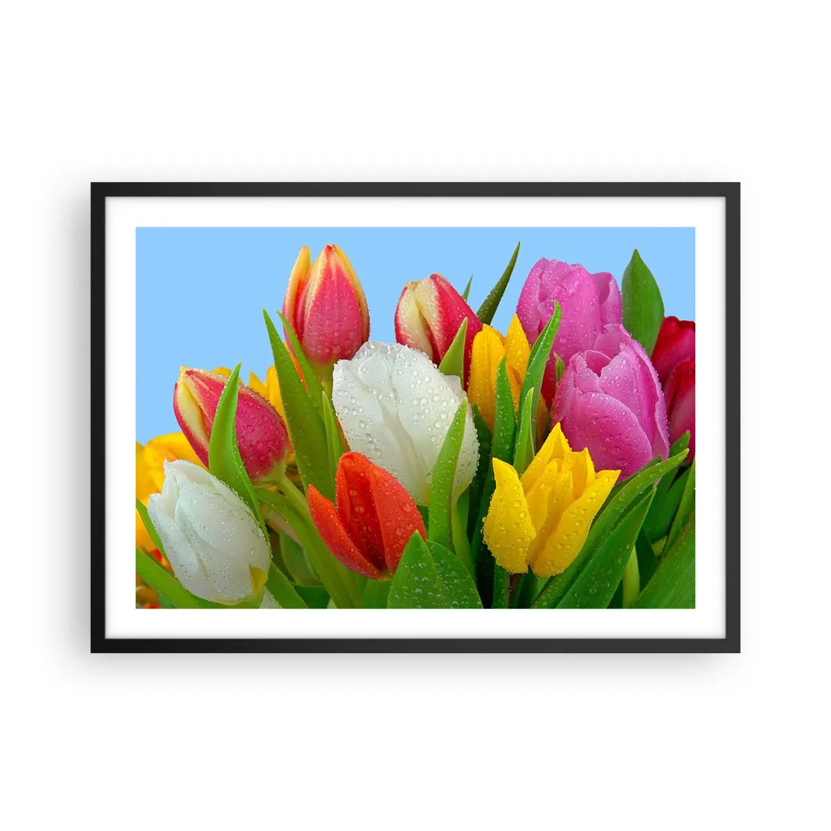 Plakát v černém rámu - Květinová duha v kapkách rosy - 70x50 cm