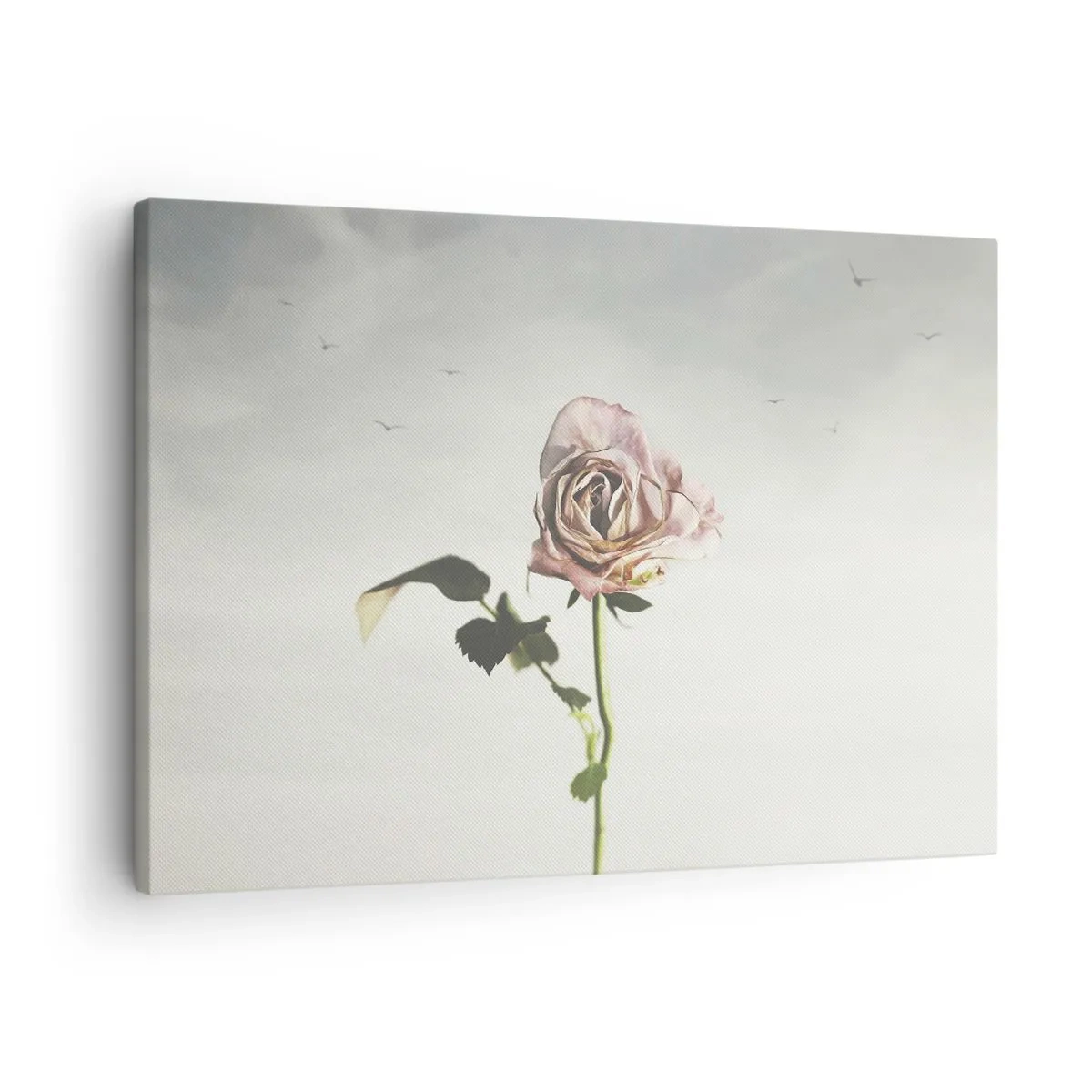 Obraz na plátně - Jemná růže proti jasné obloze s letícími ptáky - 70x50cm - Vítání jara - Moderní nástěnná dekorace do obývacího pokoje a ložnice ARTTOR