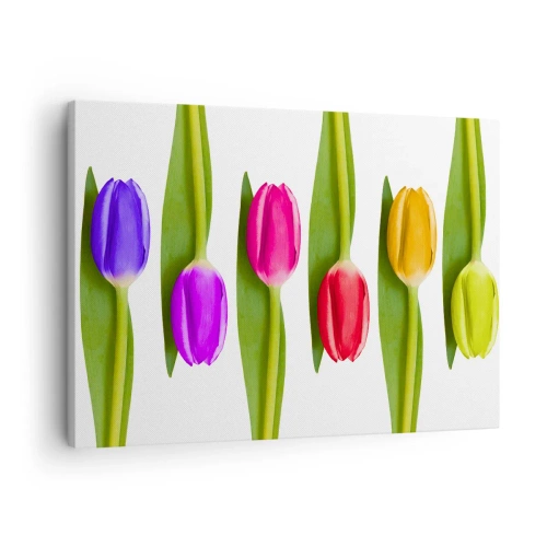 Obraz na plátně - Vícebarevné tulipány uspořádané v řadě na bílém pozadí - 70x50cm - Duhová kompozice - Moderní nástěnná dekorace do obývacího pokoje a ložnice ARTTOR