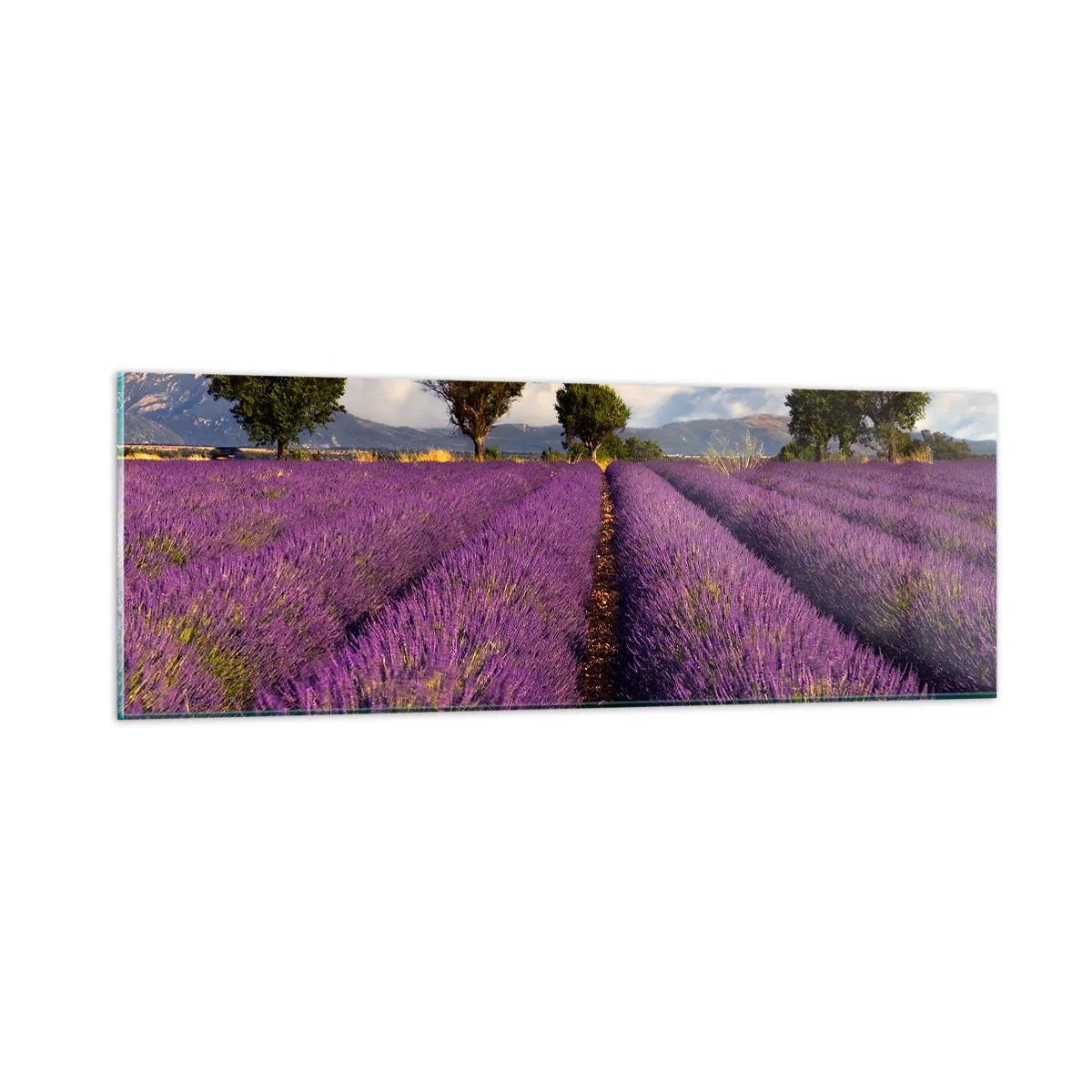Obraz na skle - Levandulová pole - 90x30 cm