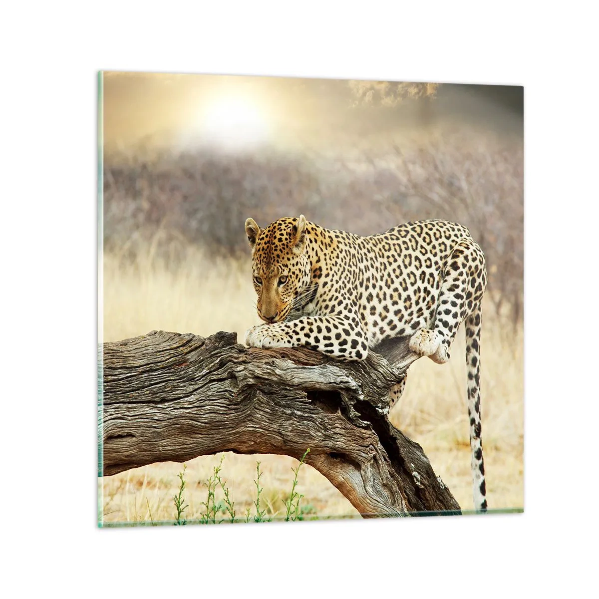 Obraz na skle - Chodím vlastními cestami - 70x70 cm