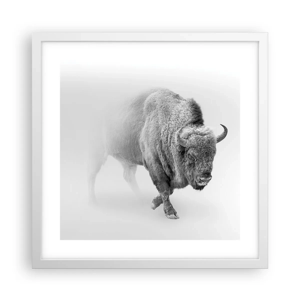 Plakát v bílém rámu - Král prérie - 40x40 cm