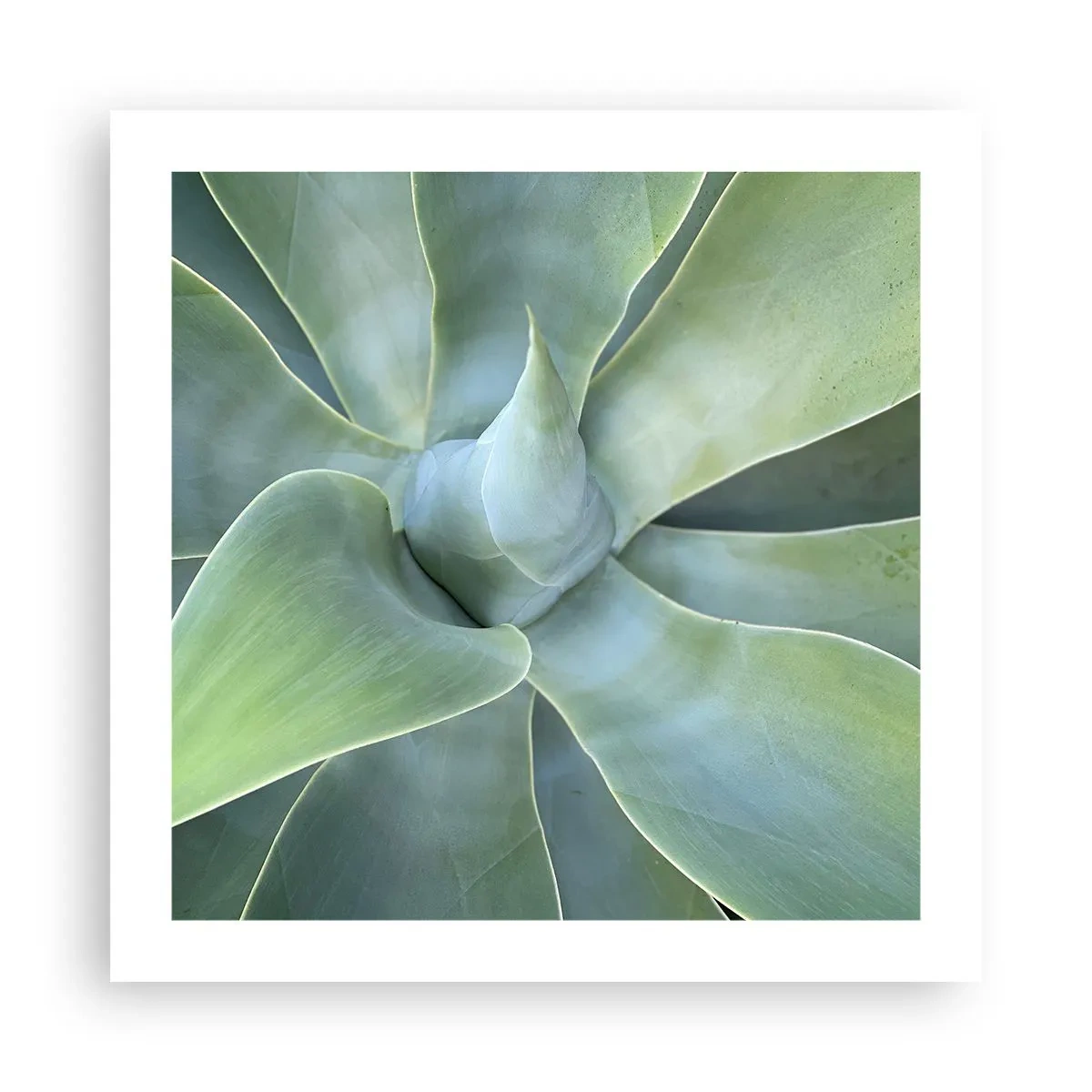 Plakát - Zrození zeleně - 50x50 cm