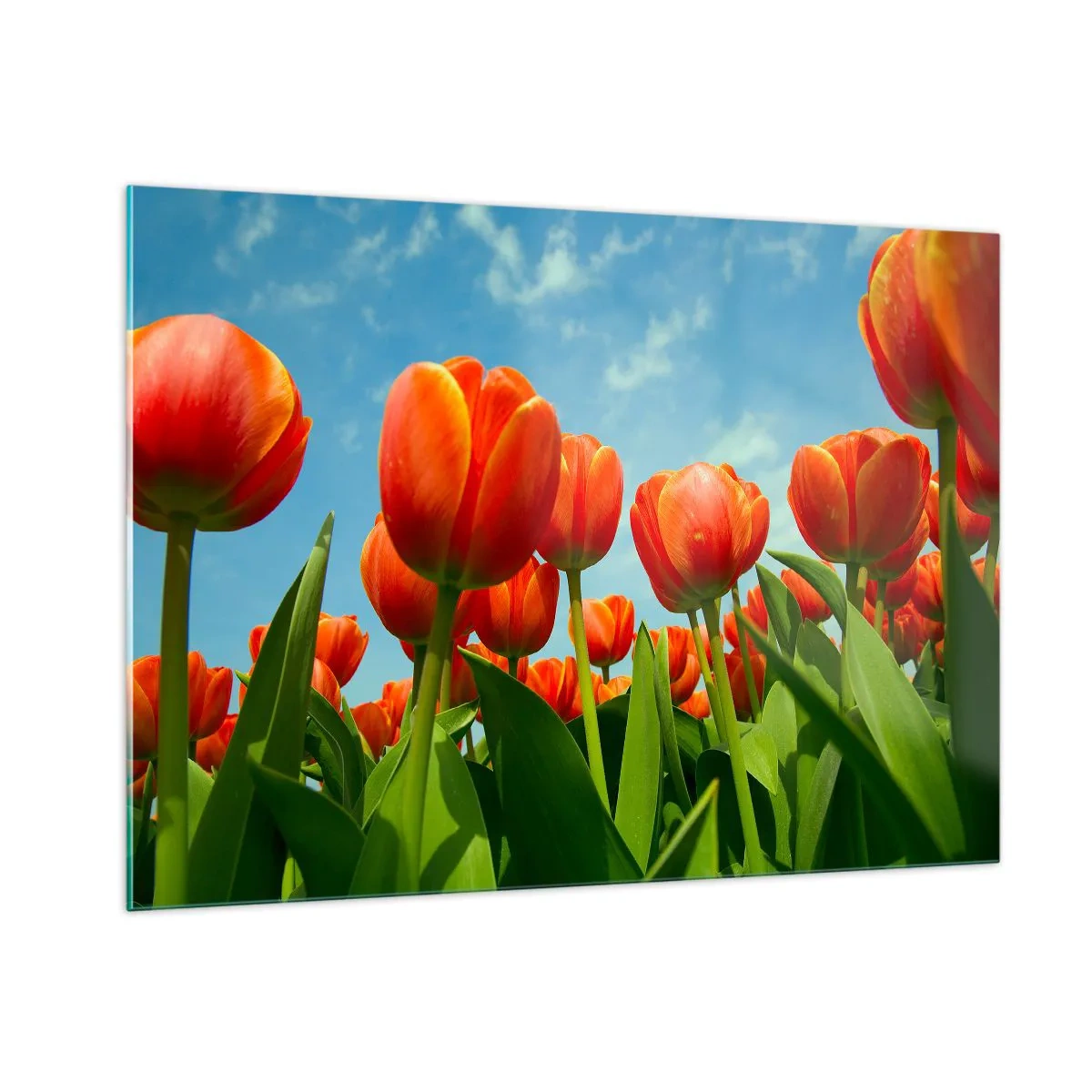 Obraz na skle - Kromě blankytného nebe nic v životě nepotřebují - 100x70 cm