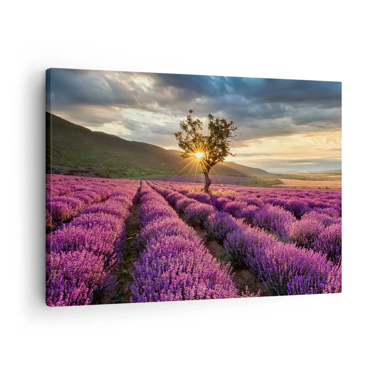 Obraz na plátně - Levandulové pole s osamělým stromem při západu slunce - 70x50cm - Aroma v barvě lila - Moderní nástěnná dekorace do obývacího pokoje a ložnice ARTTOR