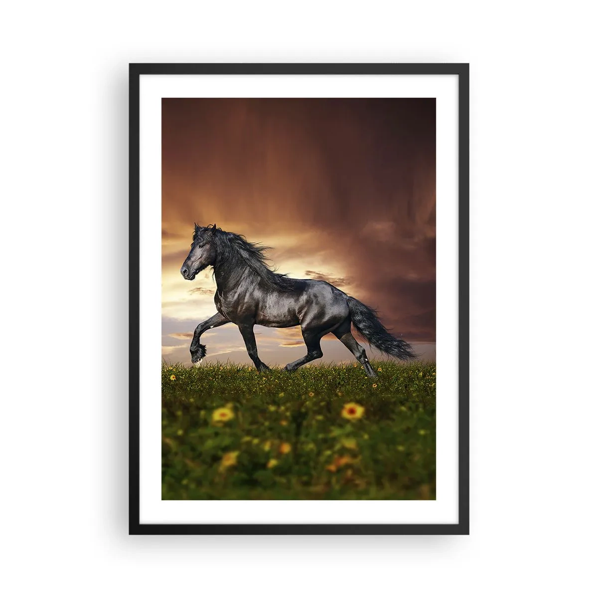 Plakát v černém rámu - Černý kůň cválá přes louku ve světle zapadajícího slunce. - 50x70cm - Černý kníže - Moderní nástěnná dekorace do obývacího pokoje a ložnice ARTTOR