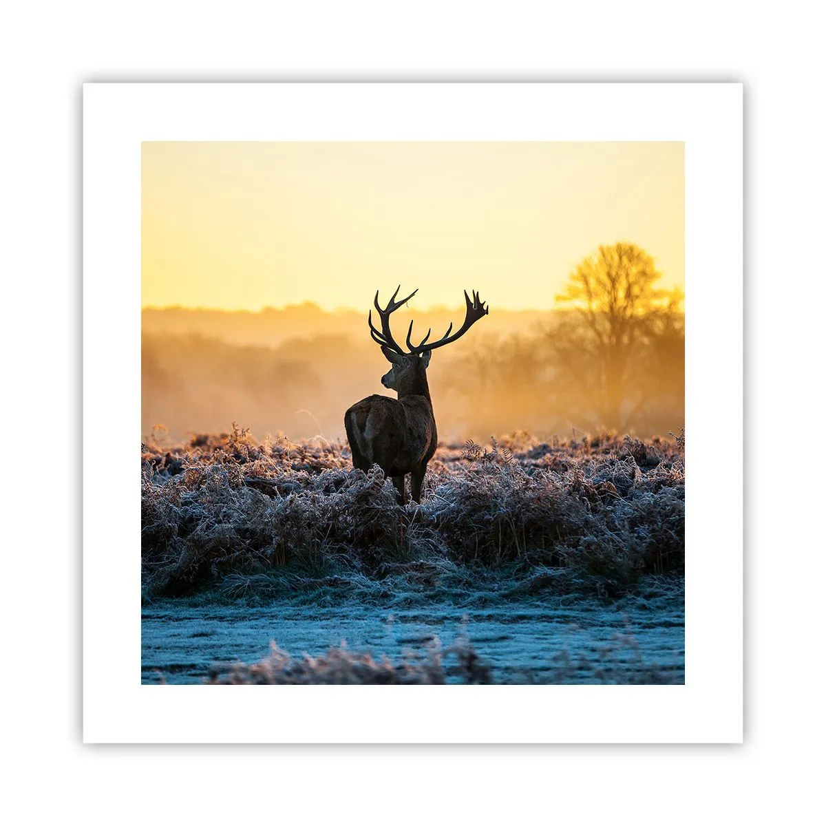 Plakát - Korunován na svém panství - 40x40 cm