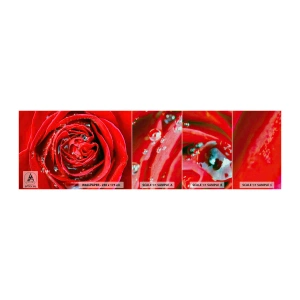 Vzor Fototapety Premium Canvas - V kapkách rosy - Květiny, Červená růže, Milovat - 100x30 cm