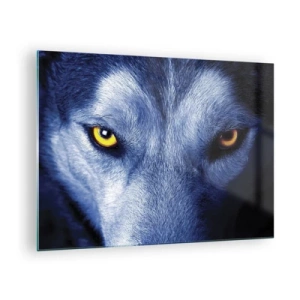 Obraz na skle - Fascinující pohled vlka - 70x50cm - Fascinující pohled - Moderní nástěnná dekorace do obývacího pokoje a ložnice ARTTOR
