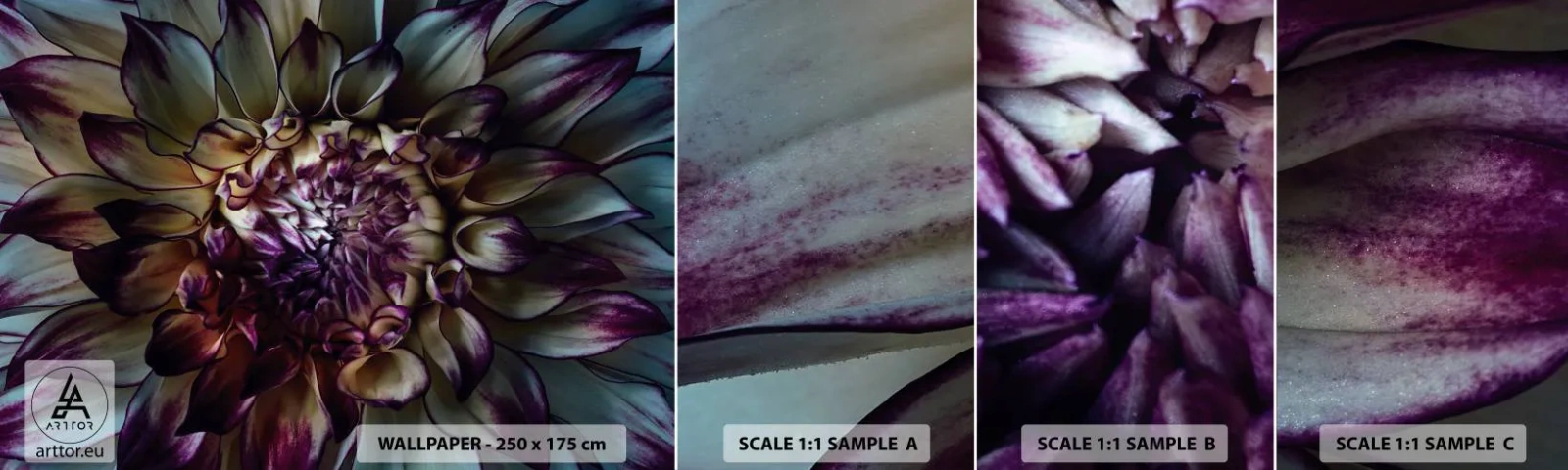 Vzor Fototapety Samolepicí Deluxe Sticker - Rozkvět mládí - Květiny, Jiřina, Kvetoucí Květina - 100x30 cm