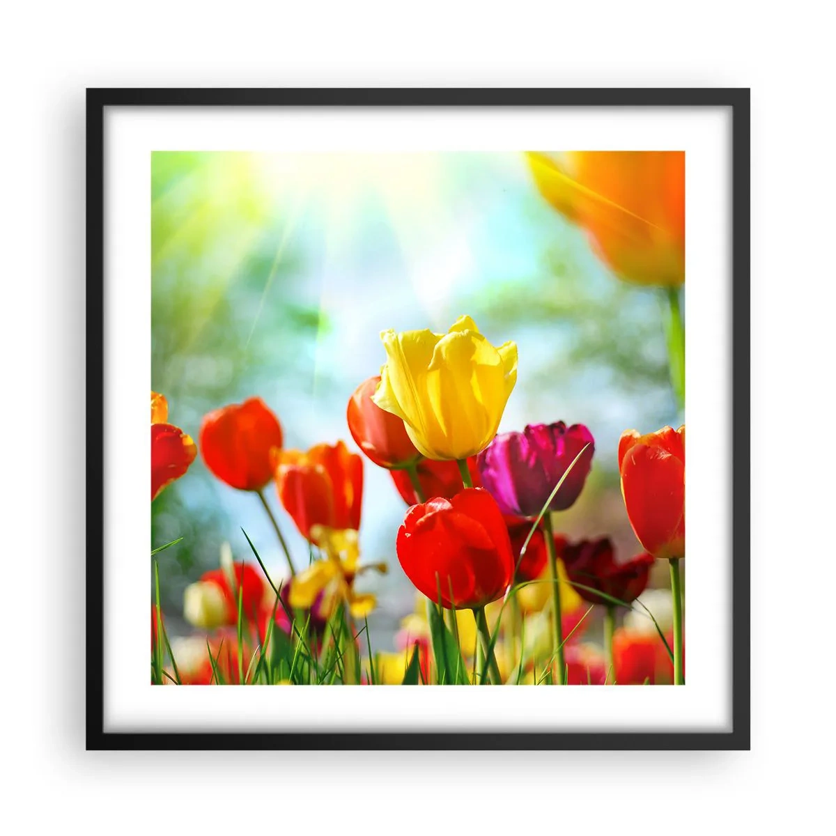 Plakát v černém rámu - Všechny barvy slunce - 50x50 cm