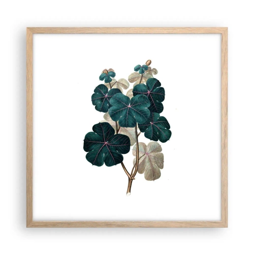 Plakát v rámu světlý dub - Ze starého herbáře - 50x50 cm
