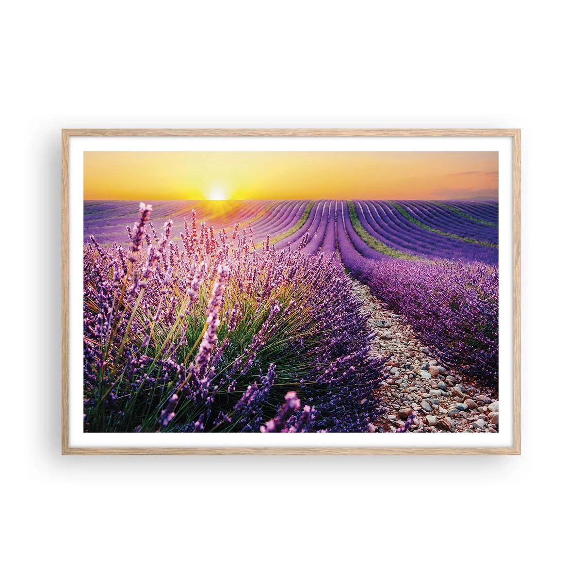 Plakát v rámu světlý dub - Voňavý lán - 100x70 cm