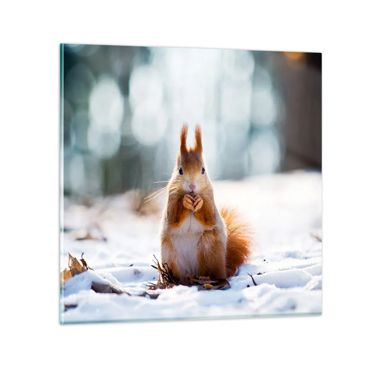 Obraz na skle - Co se tak díváš? - 40x40 cm