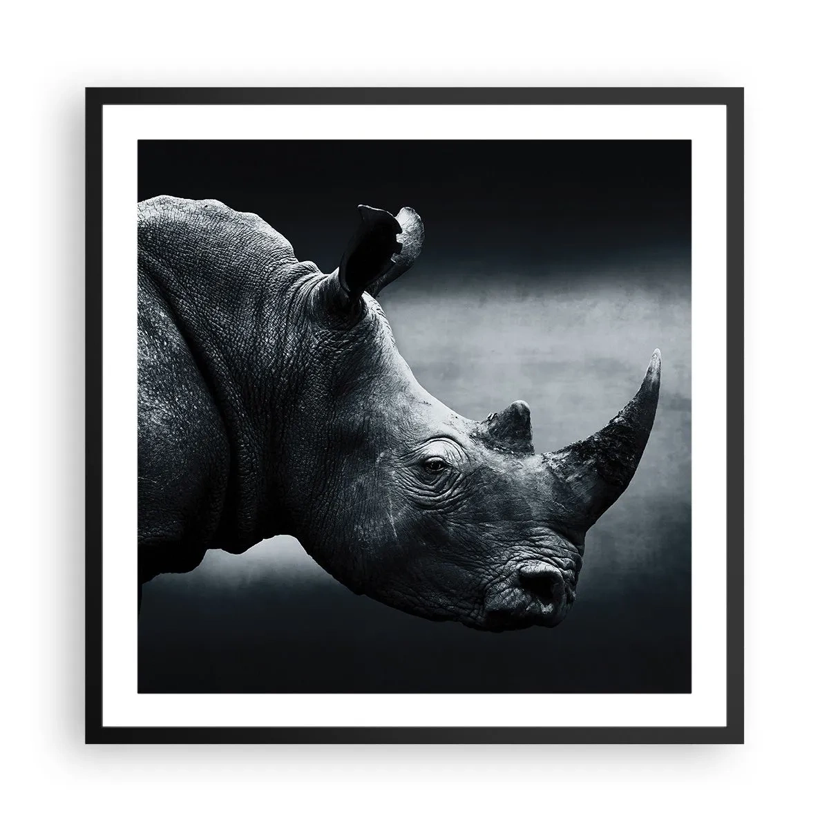 Plakát v černém rámu - Pravý profil - 60x60 cm