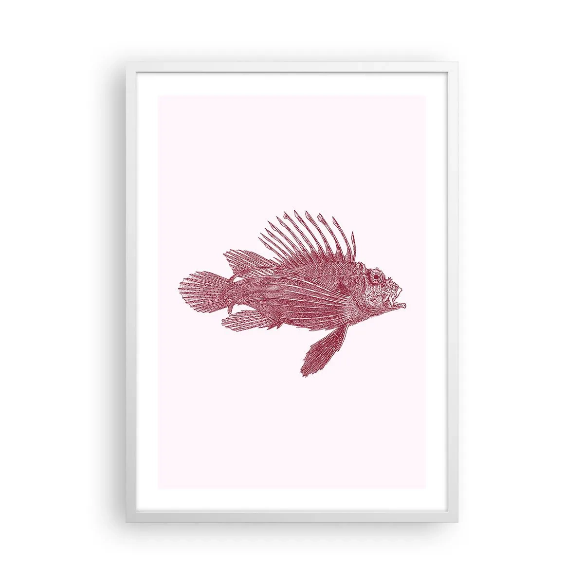 Plakát v bílém rámu - Obyvatelka exotických vod - 50x70 cm