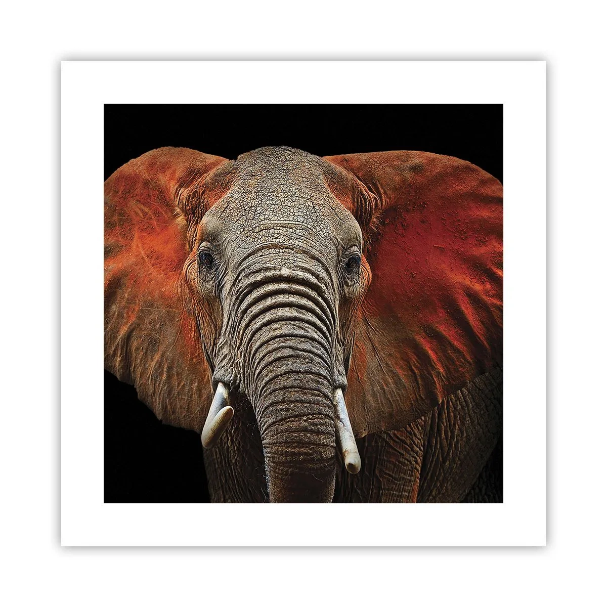 Plakát - Jsem divoký, a ty? - 40x40 cm