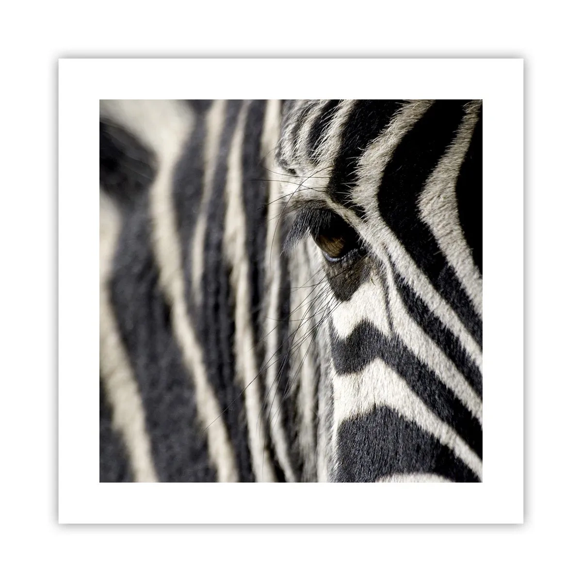 Plakát - Portrét s pruhy - 40x40 cm