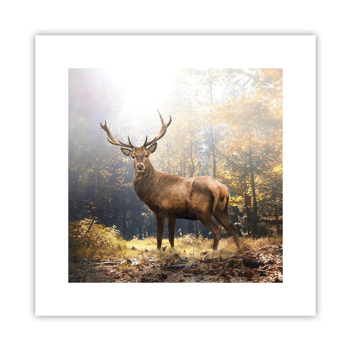 Plakát - Plné důstojnosti - 30x30 cm