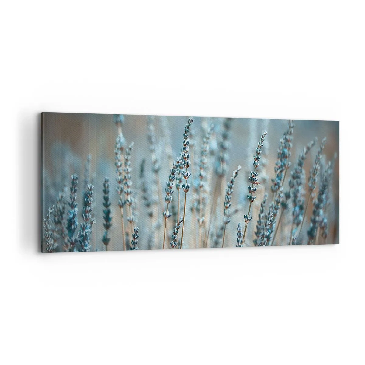 Obraz na plátně - Voňavý lán - 100x40 cm