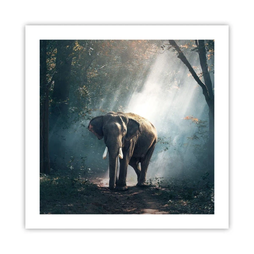 Plakát - Klidná procházka - 50x50 cm