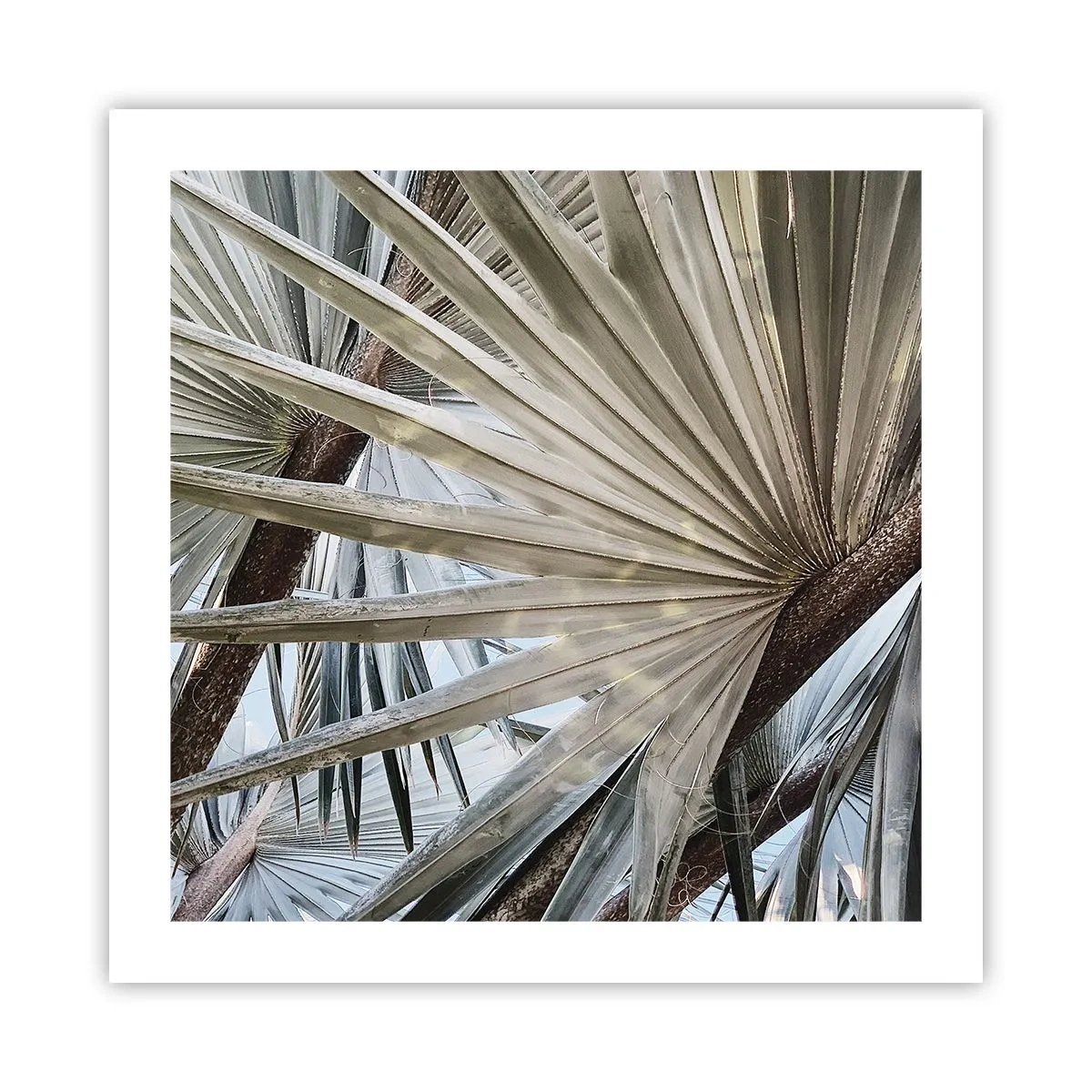 Plakát - Vějíře v tropech - 50x50 cm