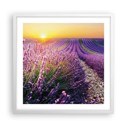 Plakát v bílém rámu - Voňavý lán - 50x50 cm