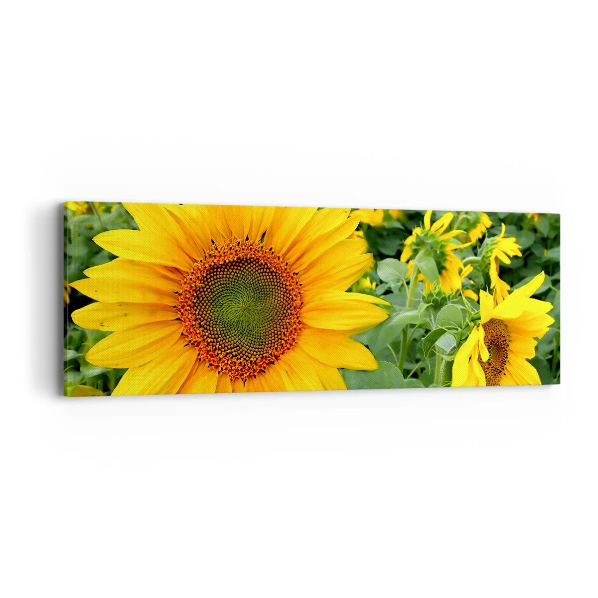 Obraz na plátně - Zahořely stovky sluncí - 90x30 cm