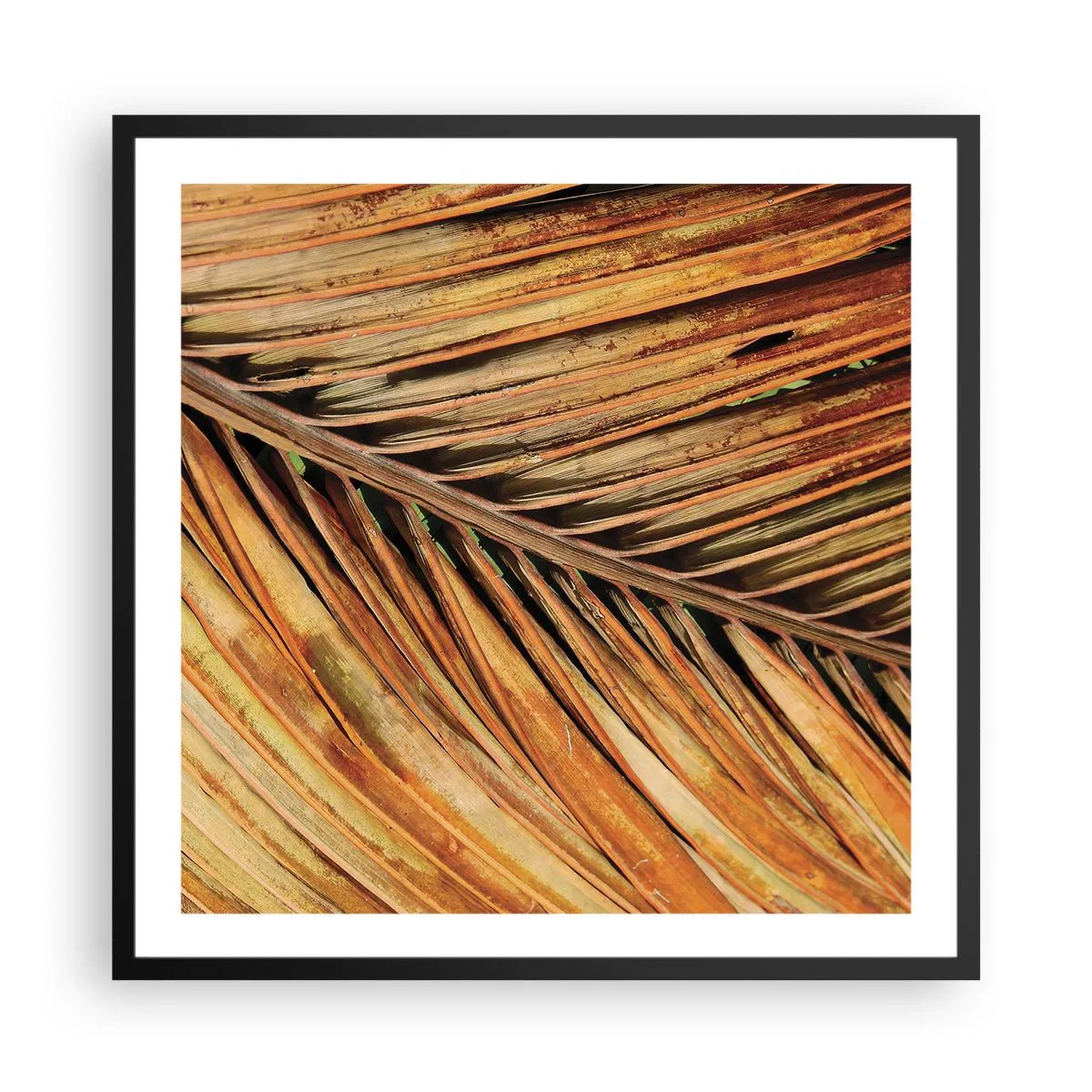 Plakát v černém rámu - Kokosové zlato - 60x60 cm