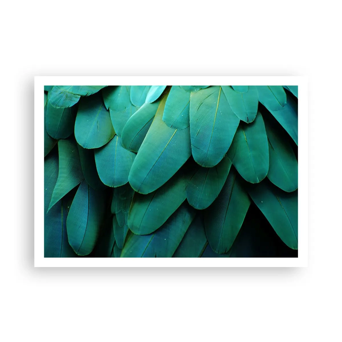 Plakát - Přesnost papouščí povahy - 100x70 cm