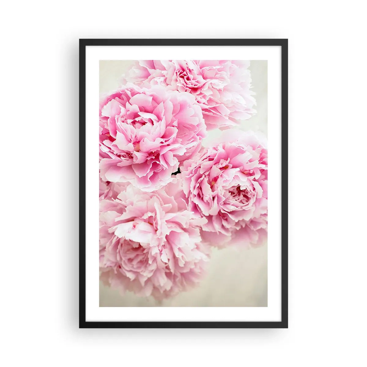 Plakát v černém rámu - Kytice růžových pivoněk na světlém pozadí - 50x70cm - V růžovém přepychu - Moderní nástěnná dekorace do obývacího pokoje a ložnice ARTTOR