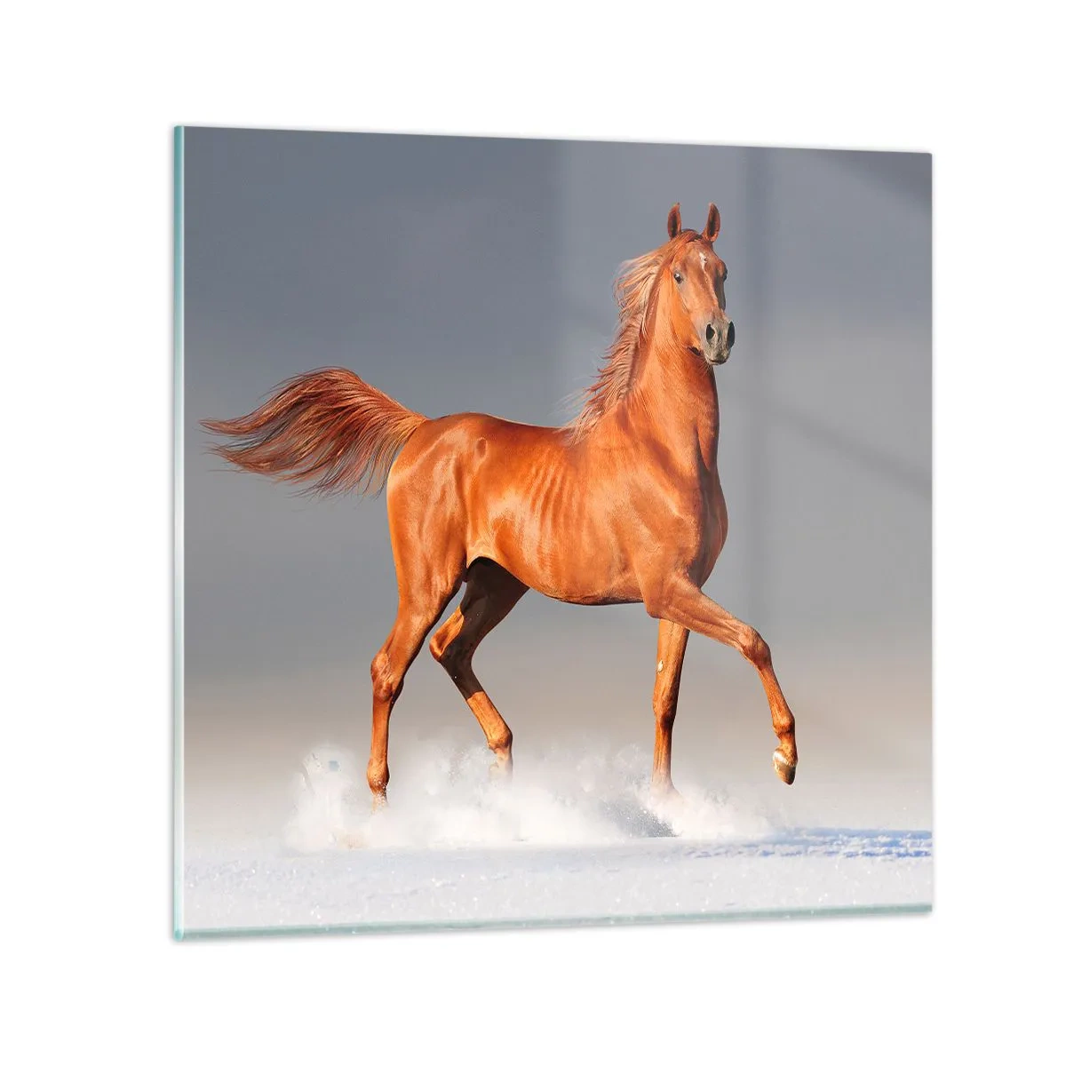 Obraz na skle - Tančící elegance - 40x40 cm