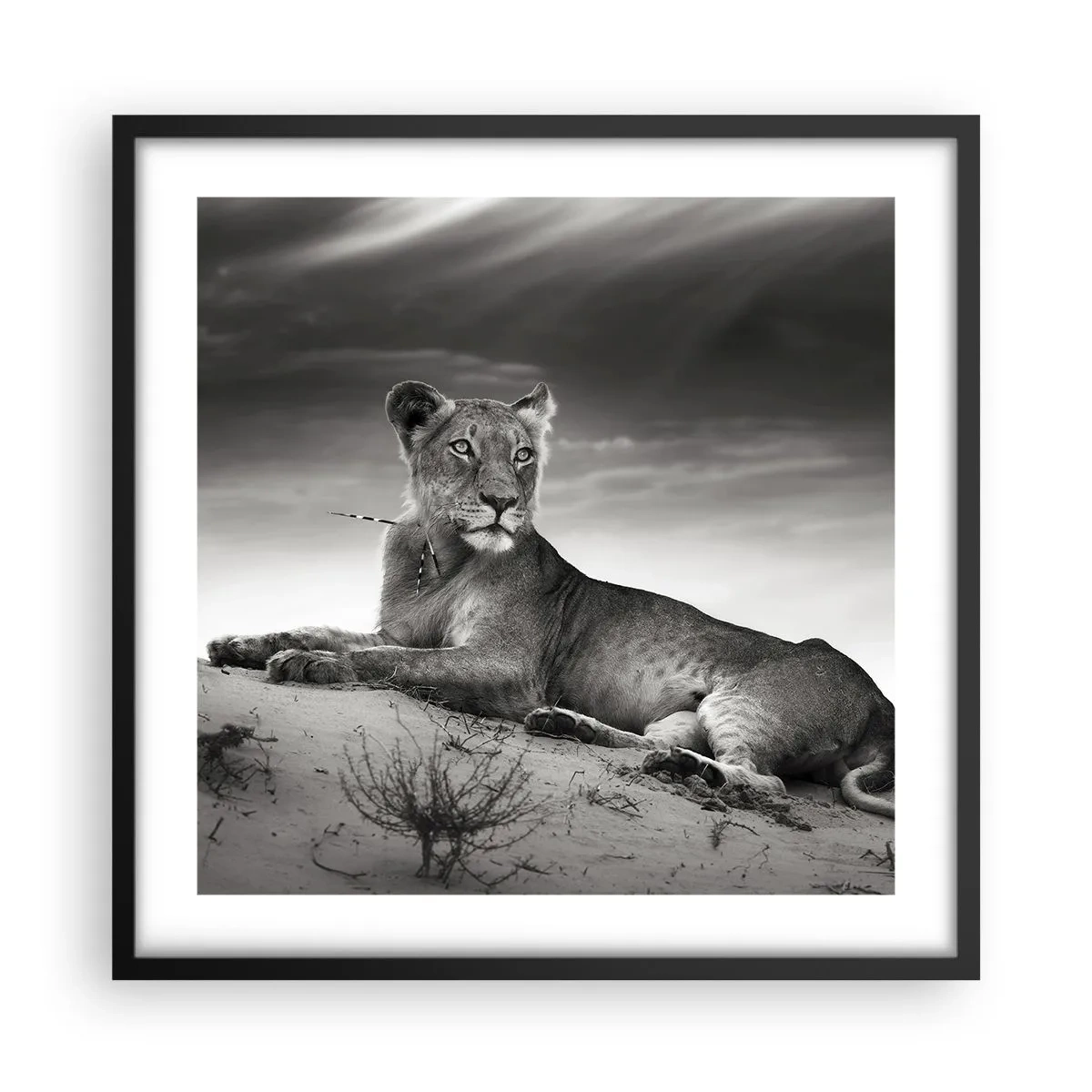 Plakát v černém rámu - Odpočinek královny pouště - 50x50 cm