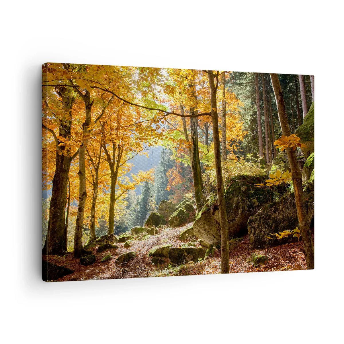 Obraz na plátně - Podzimní les plný zlatého listí a slunečního světla - 70x50cm - Čas na odpočinek - Moderní nástěnná dekorace do obývacího pokoje a ložnice ARTTOR