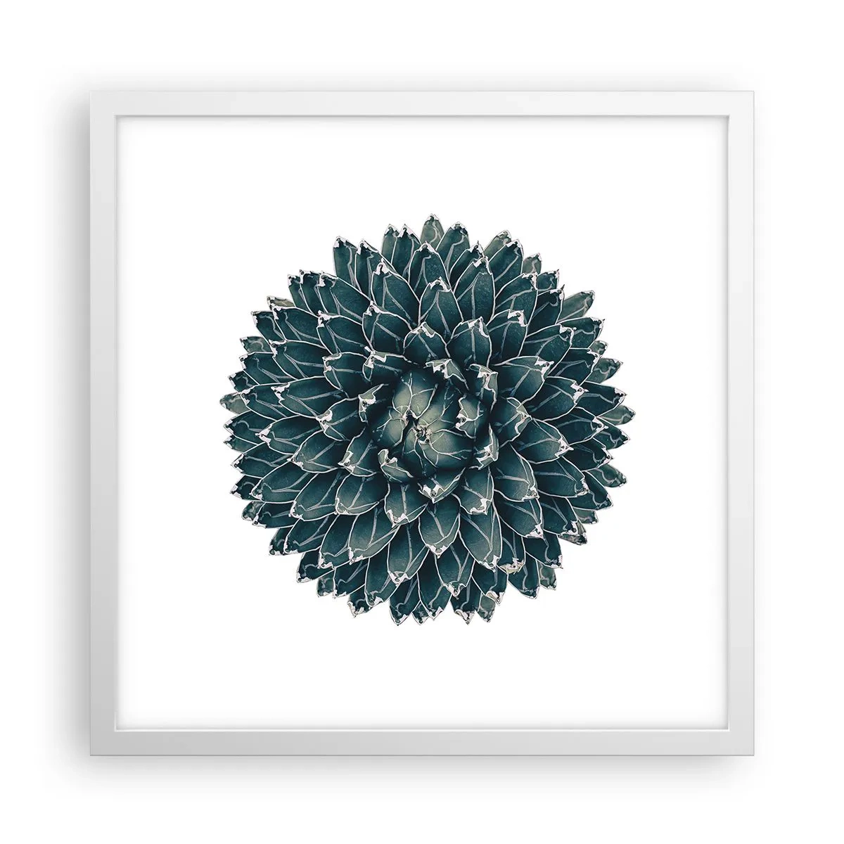 Plakát v bílém rámu - Hvězda pouště - 40x40 cm