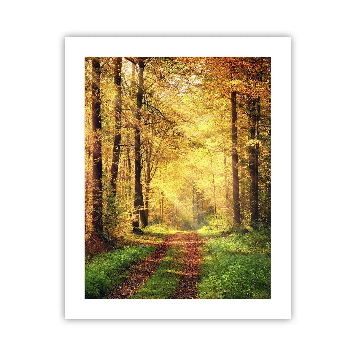 Plakát - Lesně-zlaté ticho - 40x50 cm