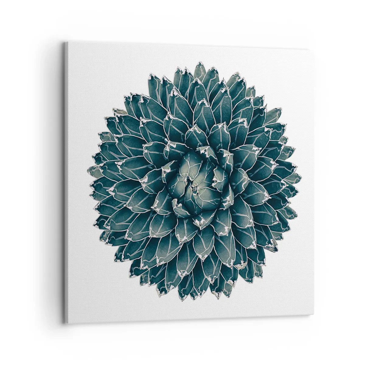 Obraz na plátně - Hvězda pouště - 50x50 cm