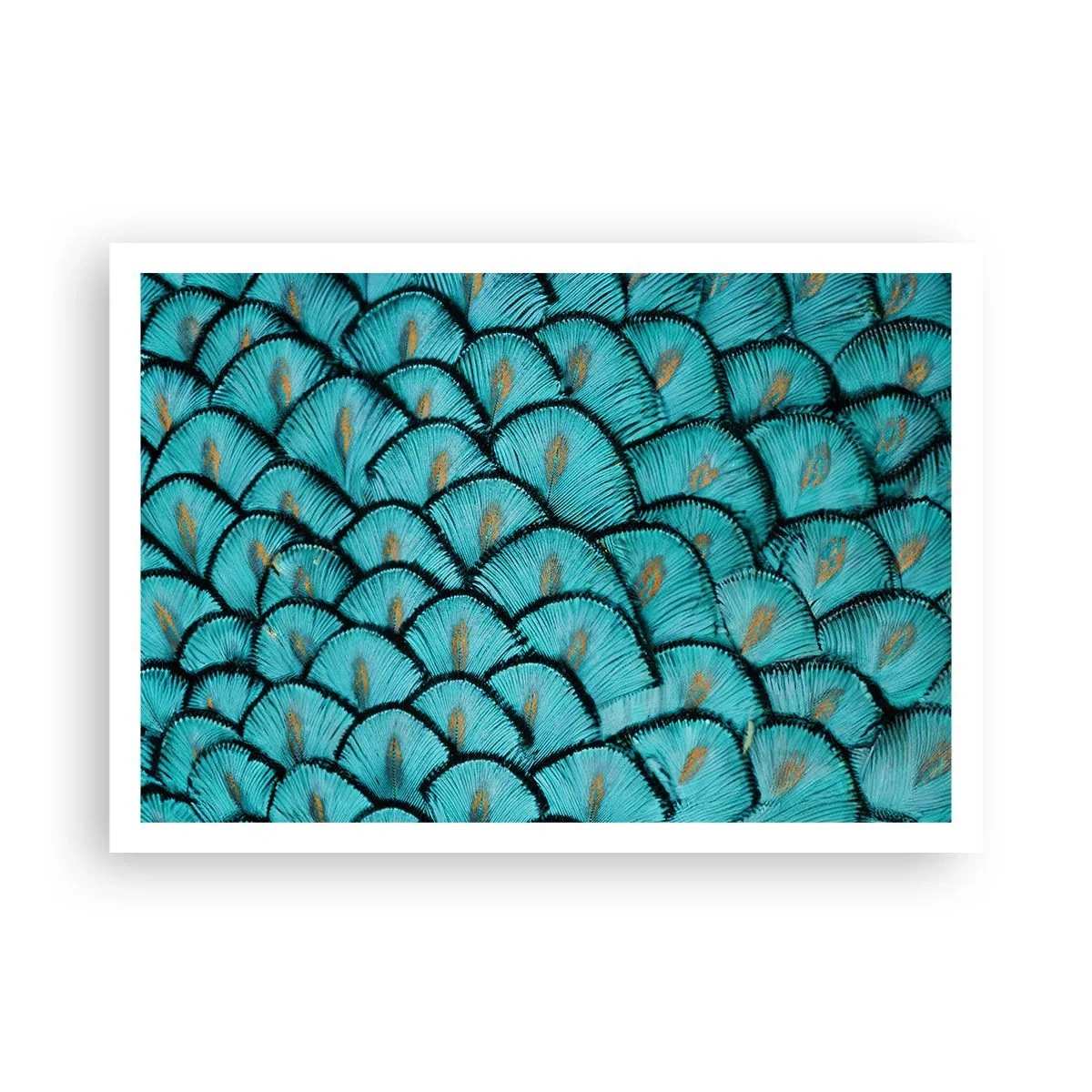 Plakát - Velká slavnost peří - 100x70 cm