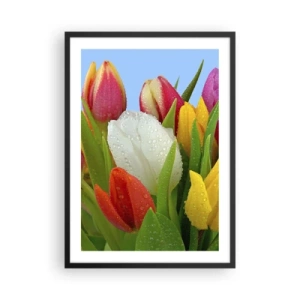 Plakát v černém rámu - Barevné tulipány s kapkami rosy na okvětních lístcích - 50x70cm - Květinová duha v kapkách rosy - Moderní nástěnná dekorace do obývacího pokoje a ložnice ARTTOR