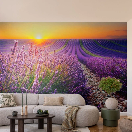 Fototapeta Premium Sand - Voňavý lán - Krajina, Levandulové pole, Provence - 450x315 cm