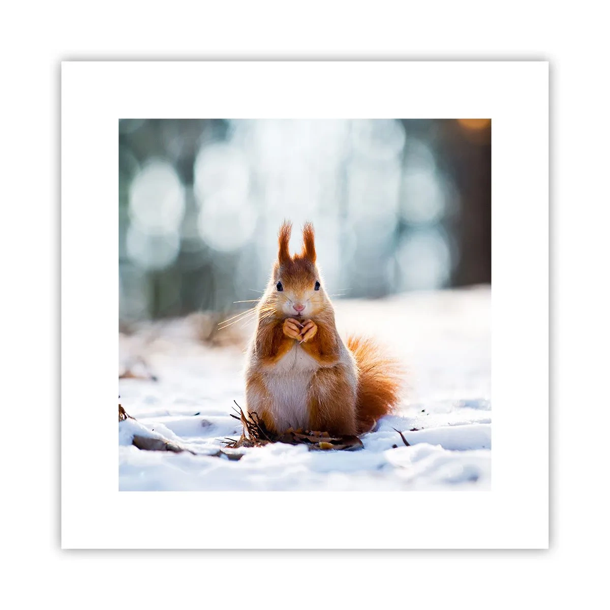 Plakát - Co se tak díváš? - 30x30 cm