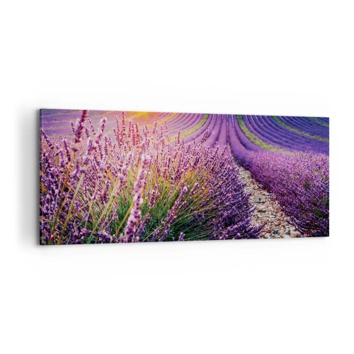 Obraz na plátně - Voňavý lán - 100x40 cm