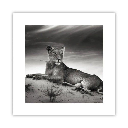 Plakát - Odpočinek královny pouště - 30x30 cm