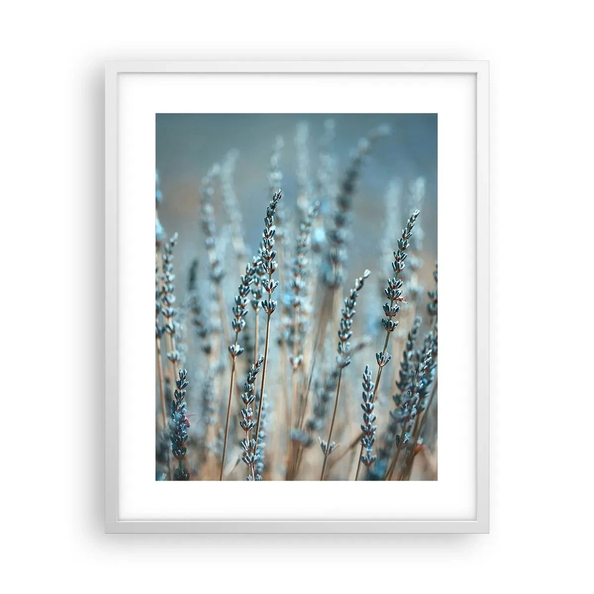 Plakát v bílém rámu - Voňavý lán - 40x50 cm